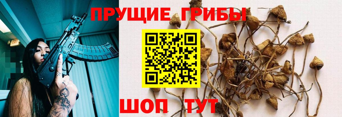 Галлюциногенные грибы Psilocybe Тула
